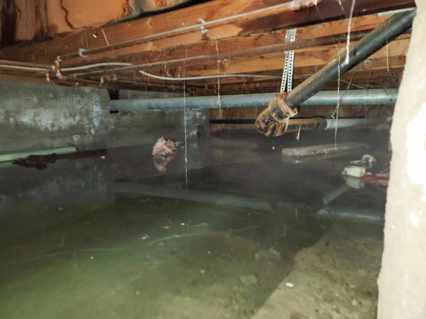 Best Flood damage cleanup  in Thief River Falls, MN
