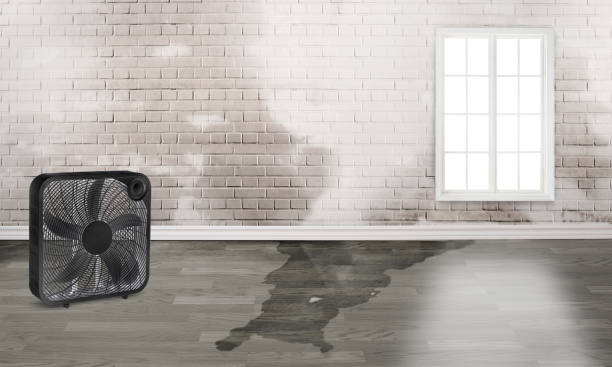 Best Ceiling water damage repair  in Thief River Falls, MN